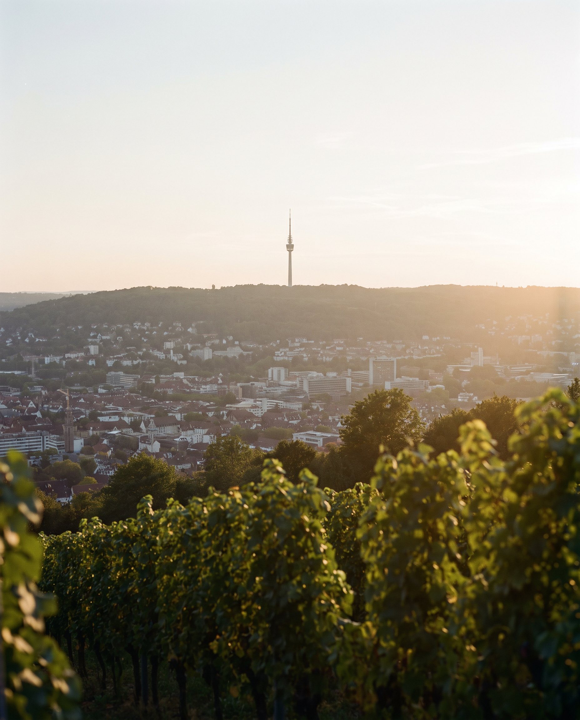 Blick über die Weinberge auf Stuttgart mit dem Fernsehturm im Abendlicht.